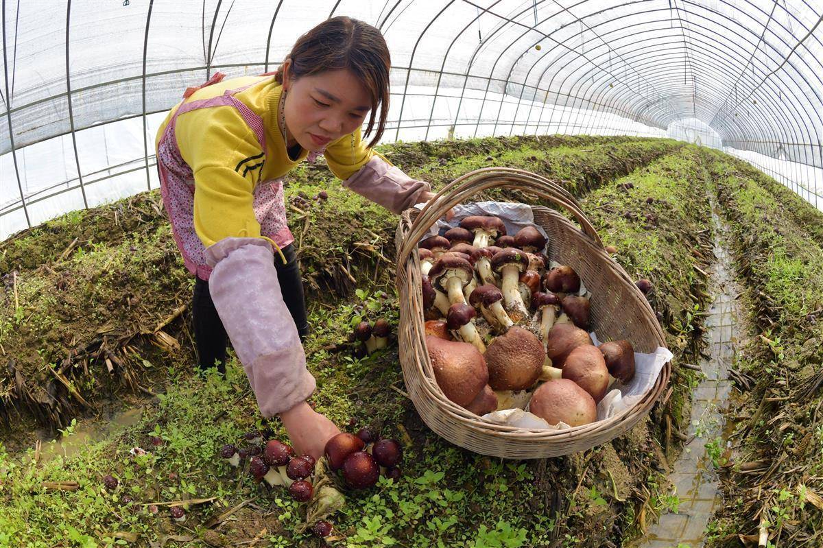 华人菠菜论坛